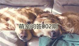 爱宠生理期需陪伴，铲屎官注意这五点，令爱宠更加健康！