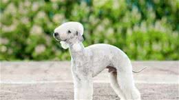 小羊一样的贝灵顿犬，为什么很少人养
