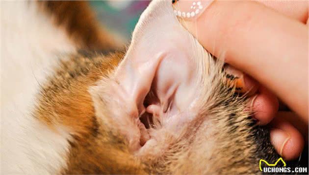 养猫经验分享：从猫咪频繁挠耳朵看病情，早发现早治疗