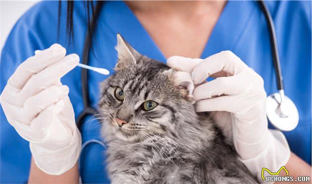 养猫经验分享：从猫咪频繁挠耳朵看病情，早发现早治疗
