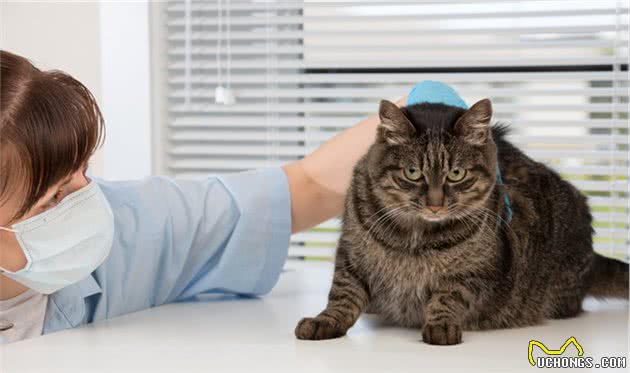 养猫经验分享：从猫咪频繁挠耳朵看病情，早发现早治疗