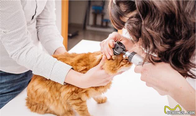 养猫经验分享：从猫咪频繁挠耳朵看病情，早发现早治疗
