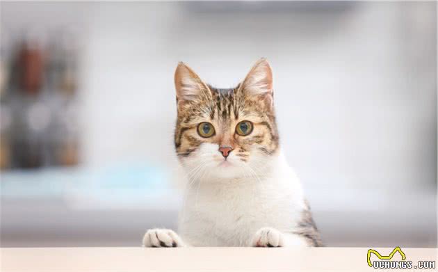 养猫经验分享：从猫咪频繁挠耳朵看病情，早发现早治疗