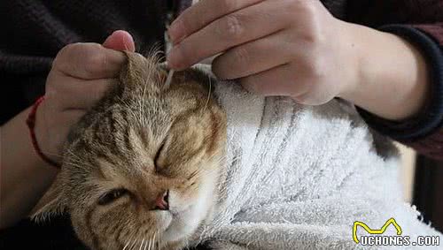 养猫经验分享：从猫咪频繁挠耳朵看病情，早发现早治疗
