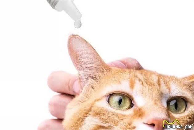 养猫经验分享：从猫咪频繁挠耳朵看病情，早发现早治疗