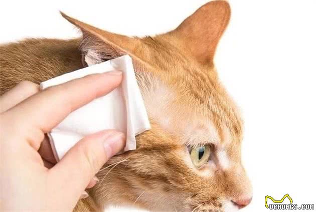 养猫经验分享：从猫咪频繁挠耳朵看病情，早发现早治疗