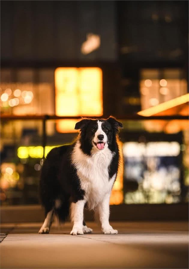 今日新鲜事-如何训练出一只听话的狗狗