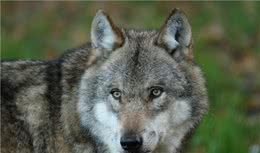 两个偷了狼崽想养成狼狗的孩子，反被大狼追踪上树，险些丧命