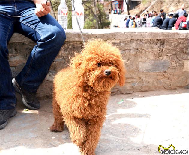 你家养宠物了吗？家养犬有哪些需要注意的呢？