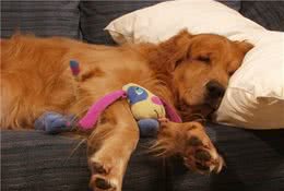 你家养宠物了吗？家养犬有哪些需要注意的呢？