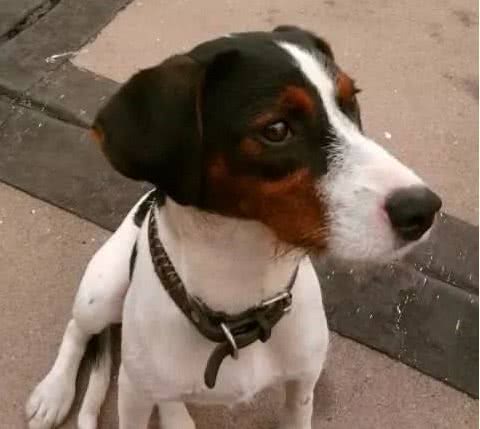混血的太仓猎犬，继承和发扬杰克罗素梗的优秀技能