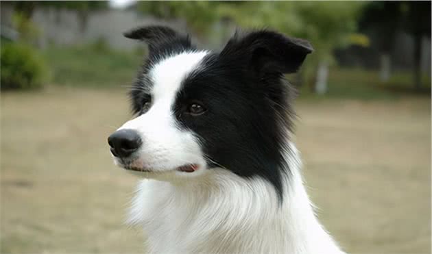 边境牧羊犬为什么叫“边境牧羊犬”？