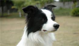 边境牧羊犬为什么叫“边境牧羊犬”？