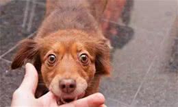 这6种情况下，狗狗会出现“咬人”行为，要注意避让