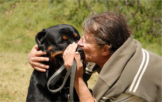 有钱人都喜欢的6大“猛犬”，当保镖没问题