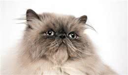 想养“波斯猫”？先来了解它的六大缺点