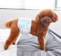 养公狗，有这些优势，你知道吗？