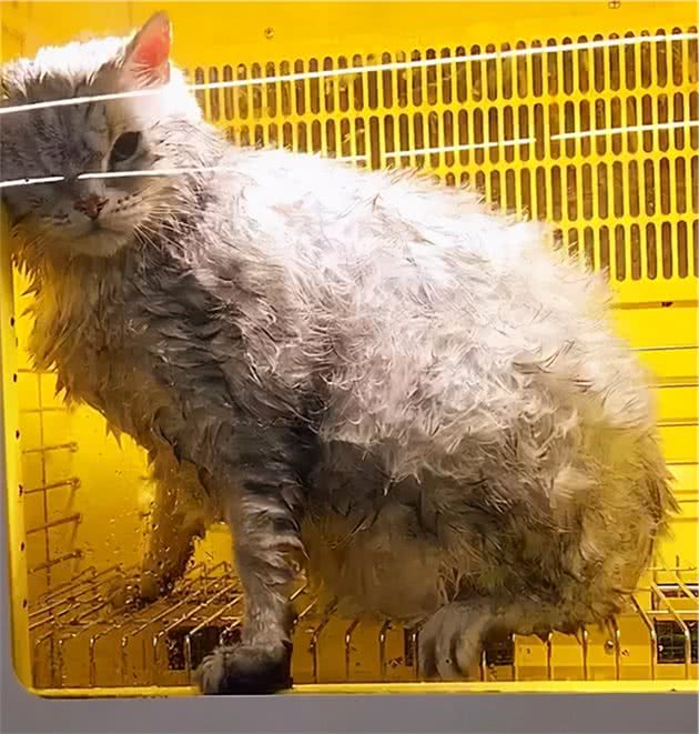 给猫咪洗澡实在是太难了！手把手教你在家科学洗猫