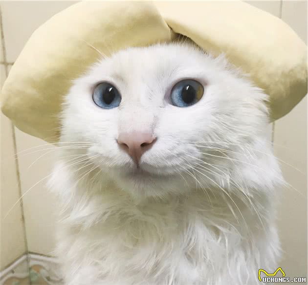 给猫咪洗澡实在是太难了！手把手教你在家科学洗猫