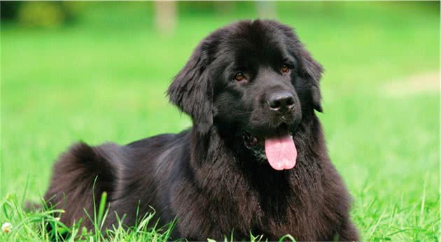 9种最适合家庭饲养的犬种