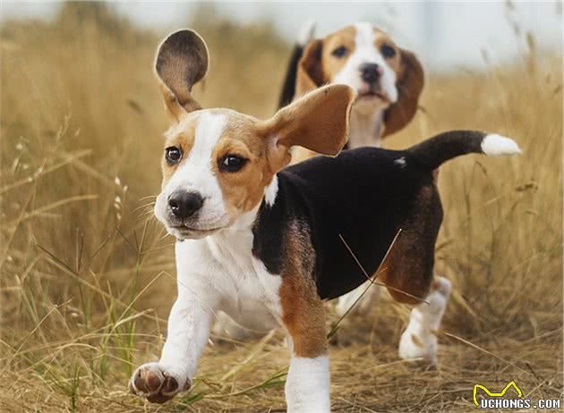 9种最适合家庭饲养的犬种