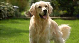 9种最适合家庭饲养的犬种
