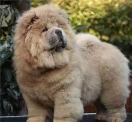 从这几处看，85%可以挑选到健康、友善的幼犬