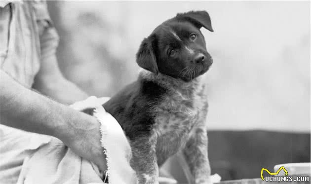 关于澳洲牧牛犬在国外的起源历史
