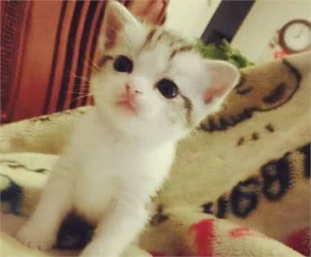 辟谣！拉扯猫咪尾巴会导致其腹泻？引起腹泻的原因你知道多少