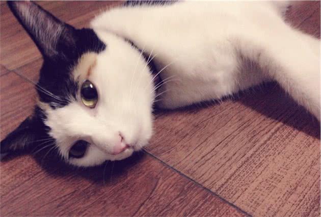 辟谣！拉扯猫咪尾巴会导致其腹泻？引起腹泻的原因你知道多少