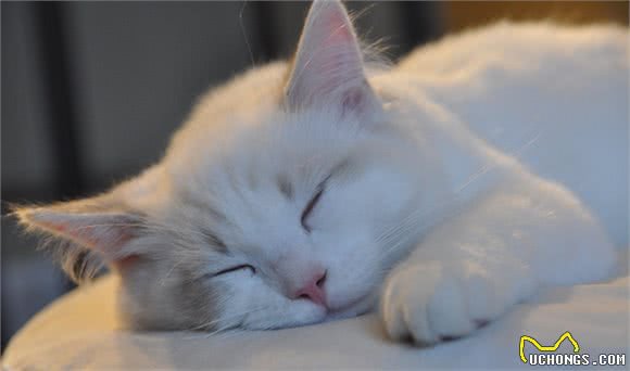 辟谣！拉扯猫咪尾巴会导致其腹泻？引起腹泻的原因你知道多少