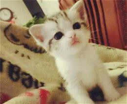 辟谣！拉扯猫咪尾巴会导致其腹泻？引起腹泻的原因你知道多少