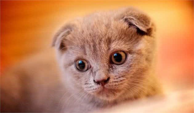 折耳猫的来历！以及糊涂的治疗方法，烦恼到这家人了