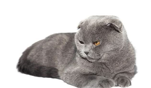 折耳猫的来历！以及糊涂的治疗方法，烦恼到这家人了