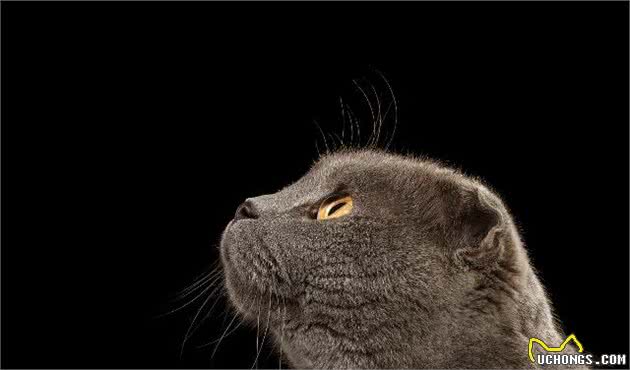 折耳猫的来历！以及糊涂的治疗方法，烦恼到这家人了