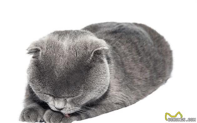 折耳猫的来历！以及糊涂的治疗方法，烦恼到这家人了