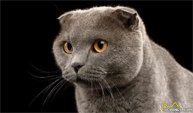 折耳猫的来历！以及糊涂的治疗方法，烦恼到这家人了