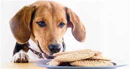 狗狗不能吃的20种食物你还在喂吗？