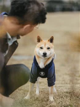 为何日本柴犬在国内这么受欢迎？多半这5个原因导致