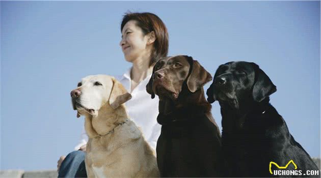 最喜欢扑人咬的3种狗，和无攻击性的3种狗，你养对了吗？