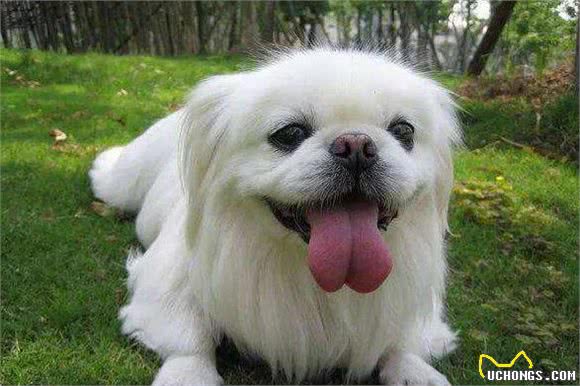 现在人们对京巴犬的印象越来越差，原因有六点