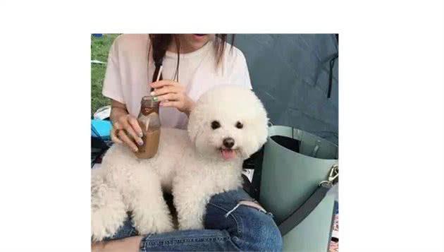 比熊犬睡觉的几个位置，暴露了主人的重要程度