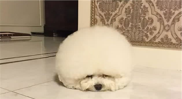 比熊犬睡觉的几个位置，暴露了主人的重要程度
