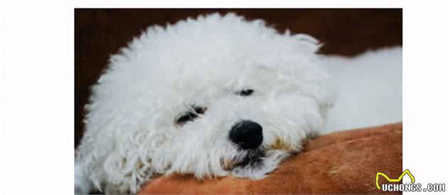 比熊犬睡觉的几个位置，暴露了主人的重要程度