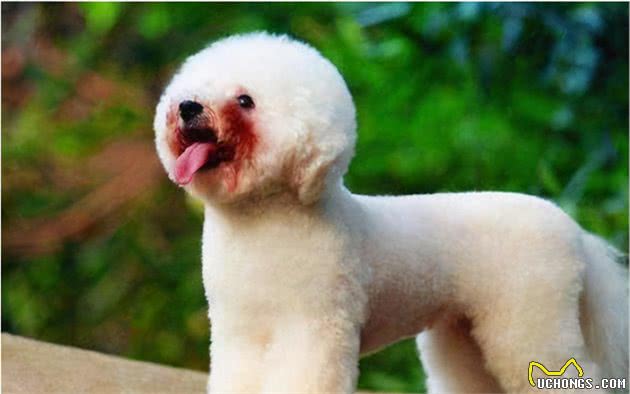 比熊犬睡觉的几个位置，暴露了主人的重要程度