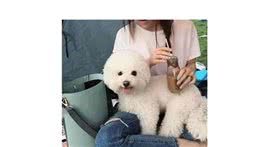 比熊犬睡觉的几个位置，暴露了主人的重要程度