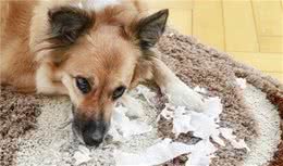 狗狗不听话，是小时候没教好，训犬师给8个建议纠正狗坏习惯