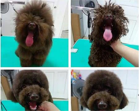 狗狗为什么要美容？美容后，已经不是同一只狗！