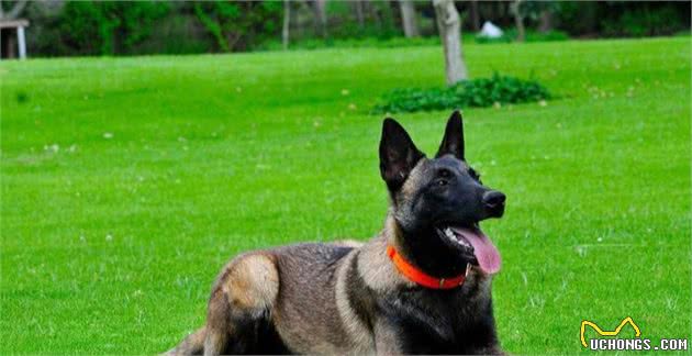 马犬价格下降了，很多人却不敢养，原因有5个