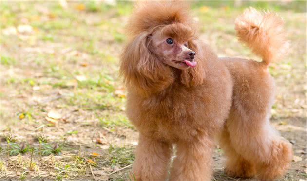 给贵宾犬梳毛，都要知道这5个知识，这样才能让它毛发不打结